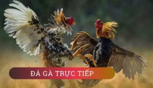 Đá Gà EE88: Sân Chơi Giải Trí Đỉnh Cao 2025