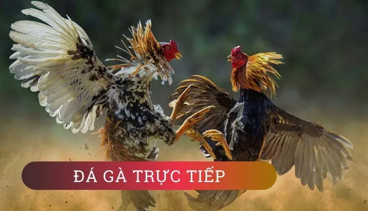 Đá Gà EE88: Sân Chơi Giải Trí Đỉnh Cao 2025