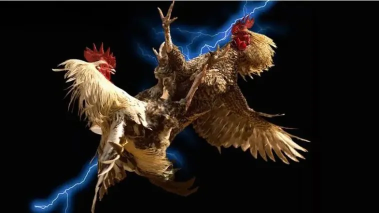 Kinh Nghiệm Chinh Phục Đá Gà EE88: Bí Quyết Thắng Lớn 2 Kinh Nghiệm Chinh Phục Đá Gà EE88: Bí Quyết Thắng Lớn