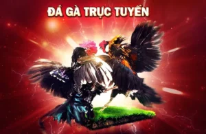 Đá Gà F8BET: Hành Trình Khám Phá Cá Cược Đỉnh Cao