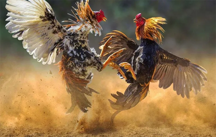Bí Quyết Thắng Lớn Với Đá Gà BJ88: Hành Trang Cho Người Chơi Mới